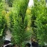 Туя западная Смарагд