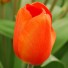 Тюльпан Orange Emperor 
