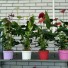Антуриум Anthrium Mix