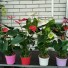 Антуриум Anthrium Mix