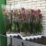  Орхидея Дикий Кот Phalaenopsis Wild Cat