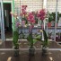   Орхидея Дикий Кот Phalaenopsis Wild Cat