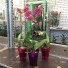   Орхидея Дикий Кот Phalaenopsis Wild Cat