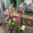   Орхидея Дикий Кот Phalaenopsis Wild Cat
