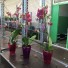   Орхидея Дикий Кот Phalaenopsis Wild Cat