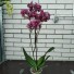   Орхидея Дикий Кот Phalaenopsis Wild Cat