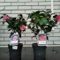 Камелия японская Camellia 