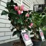 Камелия японская Camellia 
