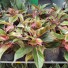 Аглаонема Aglaonema