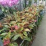 Аглаонема Aglaonema