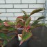 Аглаонема Aglaonema