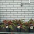 Аглаонема Aglaonema