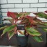 Аглаонема Aglaonema