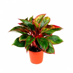 Аглаонема Aglaonema