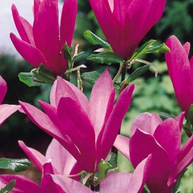 Magnolia Susan