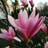 Magnolia Susan