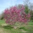 Magnolia Susan