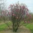 Magnolia Susan